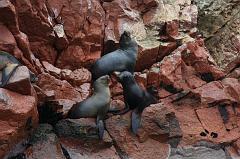 1209-Isole Ballestas,19 luglio 2013